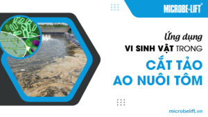 Ứng dụng vi sinh vật trong cắt tảo ao nuôi tôm