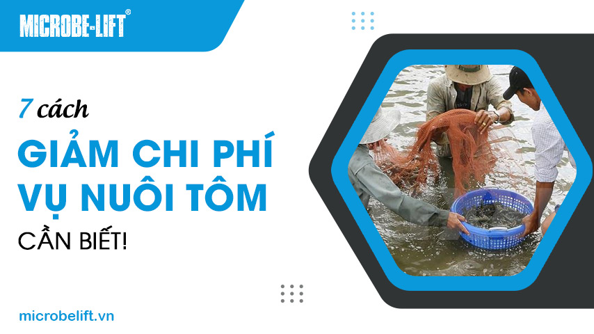 7 cách giảm chi phí vụ nuôi tôm cần biết! 1 7 cách giảm chi phí vụ nuôi tôm cần biết!
