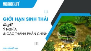 Giới hạn sinh thái là gì? Ý nghĩa và các thành phần chính