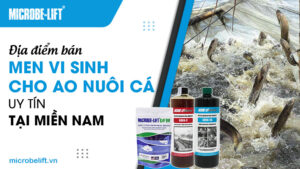 Địa điểm bán men vi sinh cho ao nuôi cá uy tín tại miền Nam