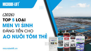 [2026] Top 5 loại men vi sinh đáng tiền cho ao nuôi tôm thẻ