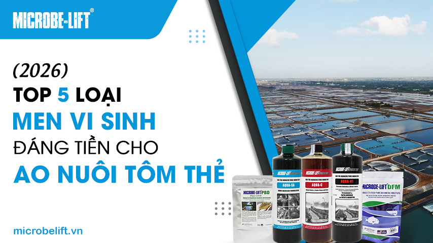 [2026] Top 5 loại men vi sinh đáng tiền cho ao nuôi tôm thẻ