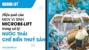 Hiệu quả của men vi sinh Microbe-Lift trong xử lý nước thải chế biến thủy sản