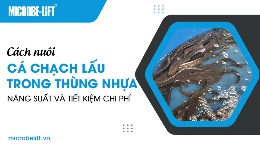 Cách nuôi cá chạch lấu trong thùng nhựa năng suất và tiết kiệm chi phí 1 để nuôi cá chạch lấu trong thùng nhựa năng suất và tiết kiệm