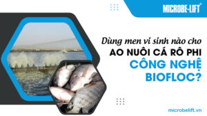 Dùng men vi sinh nào cho ao nuôi cá rô phi công nghệ Biofloc?