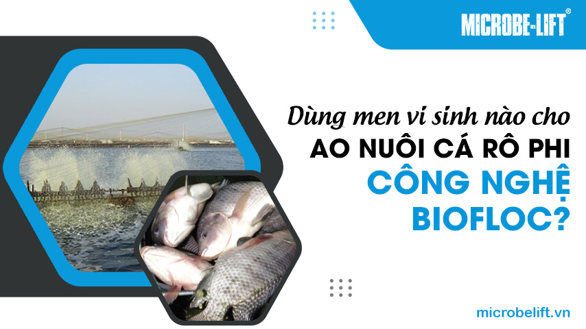 Dùng men vi sinh nào cho ao nuôi cá rô phi công nghệ Biofloc?
