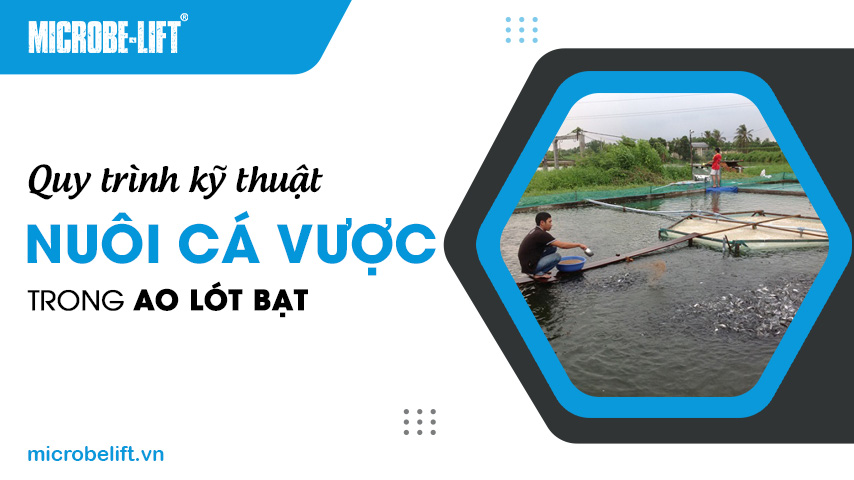 Quy trình kỹ thuật nuôi cá vược trong ao lót bạt 1 Quy trình kỹ thuật nuôi cá vược trong ao lót bạt