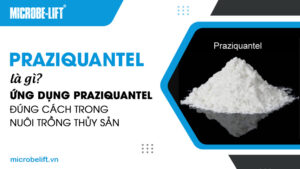 Praziquantel là gì? Ứng dụng Praziquantel đúng cách trong nuôi trồng thủy sản