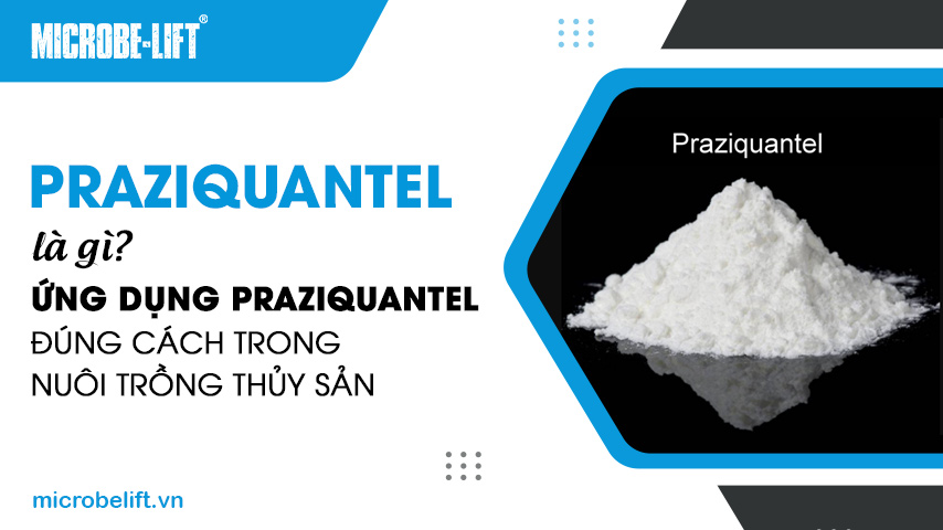 Praziquantel là gì? Ứng dụng Praziquantel đúng cách trong nuôi trồng thủy sản 1 Praziquantel là gì? Ứng dụng Praziquantel đúng cách trong nuôi trồng thủy sản