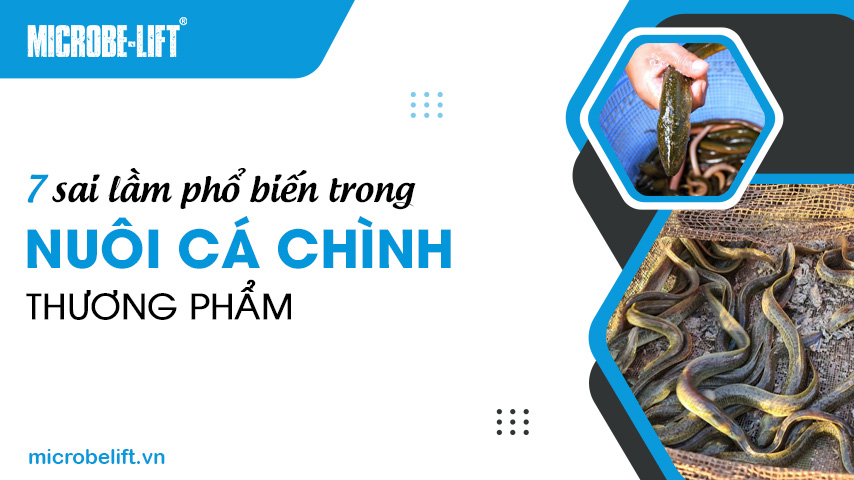 7 sai lầm phổ biến trong nuôi cá chình thương phẩm