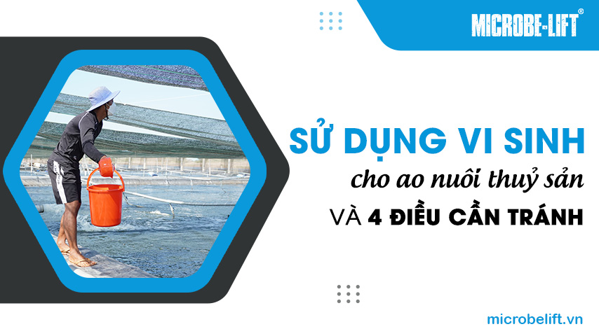 Sử dụng vi sinh cho ao nuôi thuỷ sản và 4 điều cần tránh
