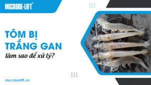 Tôm bị trắng gan làm sao để xử lý?
