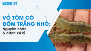 Vỏ tôm có đốm trắng nhỏ: Nguyên nhân và cách xử lý