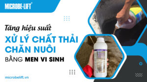 Tăng hiệu suất xử lý chất thải chăn nuôi bằng men vi sinh