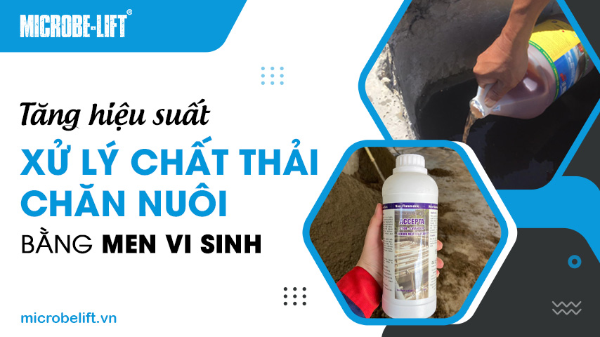 Tăng hiệu suất xử lý chất thải chăn nuôi bằng men vi sinh 1 Tăng hiệu suất xử lý chất thải chăn nuôi bằng men vi sinh