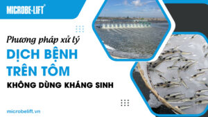 Phương pháp xử lý dịch bệnh trên tôm không dùng kháng sinh