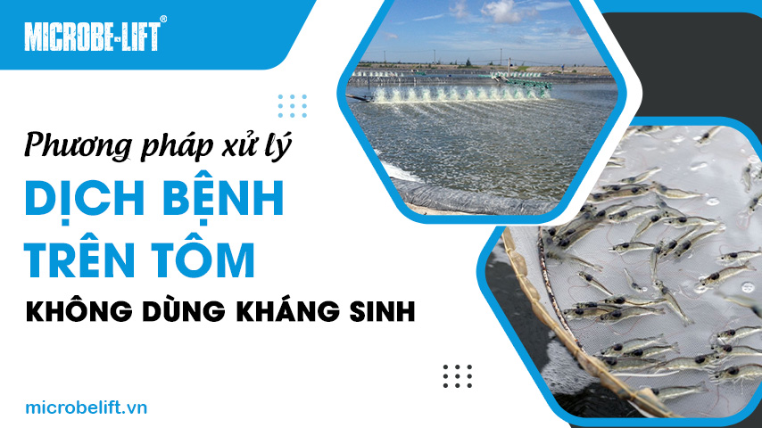 Phương pháp xử lý dịch bệnh trên tôm không dùng kháng sinh 1 Phương pháp xử lý dịch bệnh trên tôm không dùng kháng sinh