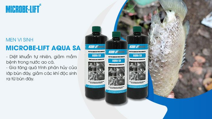 Men vi sinh giúp diệt khuẩn tự nhiên, giảm mầm bệnh trong nước. Men vi sinh giúp diệt khuẩn tự nhiên, giảm mầm bệnh trong nước.