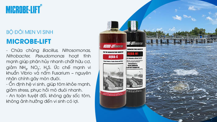 Tôm bị mòn đuôi báo hiệu điều gì? Biện pháp xử lý và phòng ngừa hiệu quả 4 Bộ đôi men vi sinh xử lý nước và đáy ao tôm được khuyên dùng.