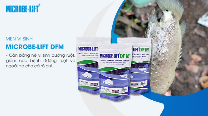 Men vi sinh đường ruột giúp cá tăng sức đề kháng, giảm bệnh đường ruột và ngoài da. Men vi sinh đường ruột giúp cá tăng sức đề kháng, giảm bệnh đường ruột và ngoài da.