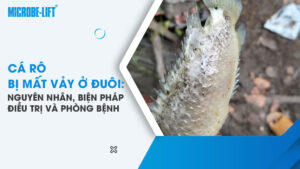 Cá rô bị mất vảy ở đuôi: Nguyên nhân, biện pháp điều trị và phòng bệnh