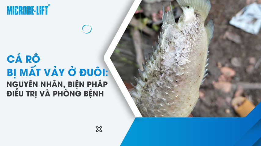 Cá rô bị mất vảy ở đuôi: Nguyên nhân, biện pháp điều trị và phòng bệnh 1 Cá rô bị mất vảy ở đuôi: Nguyên nhân, biện pháp điều trị và phòng bệnh