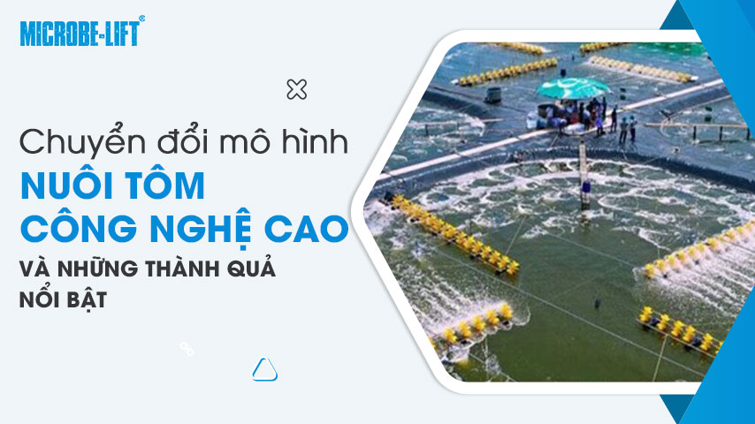 Chuyển đổi mô hình nuôi tôm công nghệ cao và những thành quả nổi bật