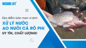 Địa điểm bán men vi sinh xử lý nước ao nuôi cá rô phi uy tín, chất lượng!