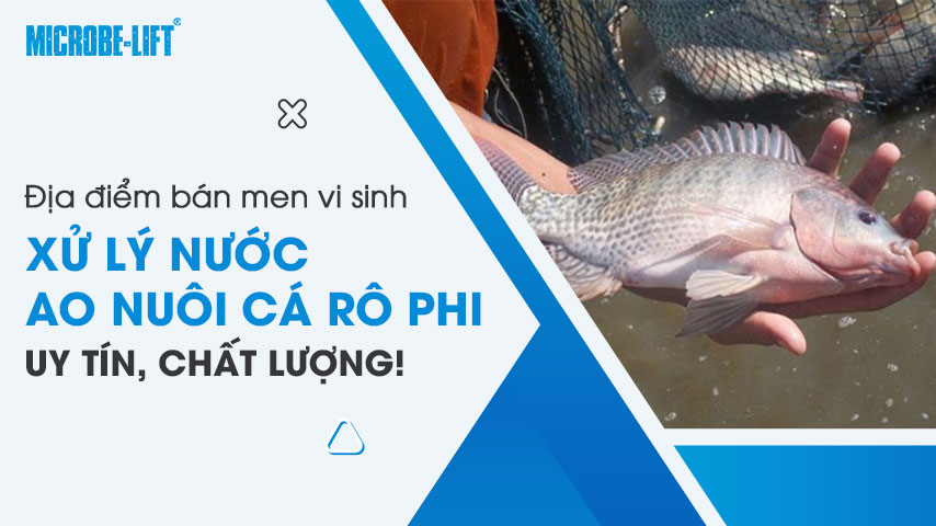 Địa điểm bán men vi sinh xử lý nước ao nuôi cá rô phi uy tín, chất lượng!