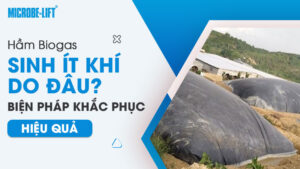 Hầm Biogas sinh ít khí do đâu? Biện pháp khắc phục hiệu quả