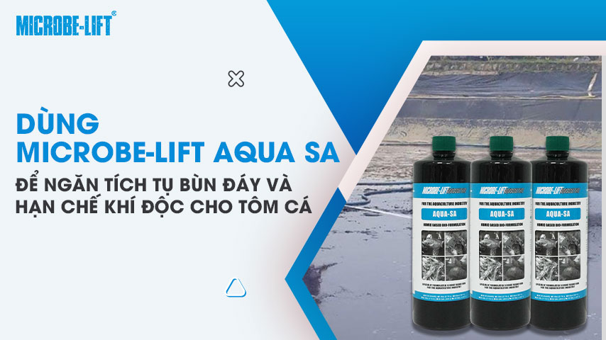 Dùng Microbe-Lift AQUA SA để ngăn tích tụ bùn đáy và hạn chế khí độc cho tôm cá 1 Dùng Microbe-Lift AQUA SA để ngăn tích tụ bùn đáy và hạn chế khí độc cho tôm cá