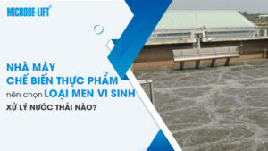 Nhà máy chế biến thực phẩm nên chọn loại men vi sinh xử lý nước thải nào?