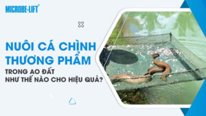 Nuôi cá chình thương phẩm trong ao đất như thế nào cho hiệu quả?