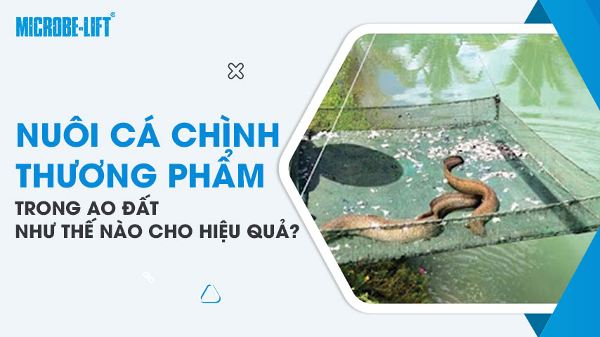 Nuôi cá chình thương phẩm trong ao đất như thế nào cho hiệu quả?