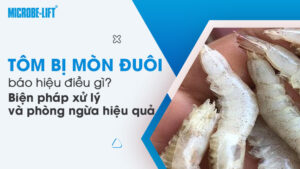 Tôm bị mòn đuôi báo hiệu điều gì? Biện pháp xử lý và phòng ngừa hiệu quả