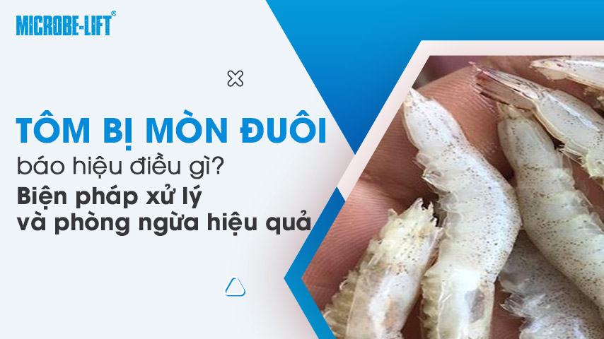 Tôm bị mòn đuôi báo hiệu điều gì? Biện pháp xử lý và phòng ngừa hiệu quả 1 Tôm bị mòn đuôi báo hiệu điều gì? Biện pháp xử lý và phòng ngừa hiệu quả