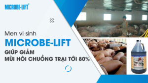 Men vi sinh Microbe-Lift giúp giảm mùi hôi chuồng trại tới 80%