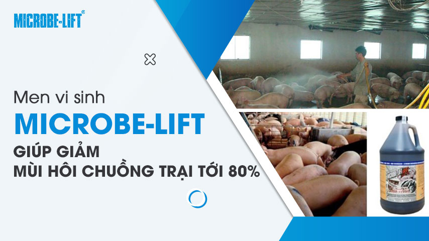 Men vi sinh Microbe-Lift giúp giảm mùi hôi chuồng trại tới 80%