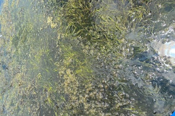 Nấm mốc trong ao tôm phát triển mạnh nhất khi môi trường giàu hữu cơ và thiếu oxy. Nấm mốc trong ao tôm phát triển mạnh nhất khi môi trường giàu hữu cơ và thiếu oxy.