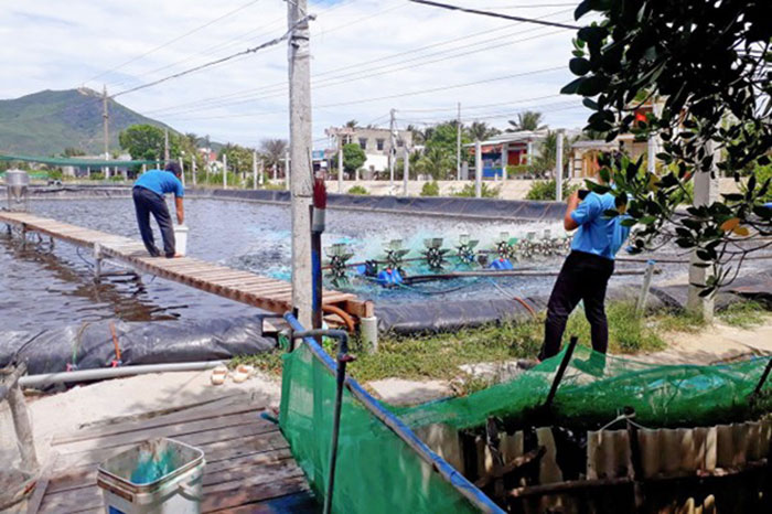 Cà Mau là trung tâm nuôi tôm nước lợ lớn nhất Việt Nam. Cà Mau là trung tâm nuôi tôm nước lợ lớn nhất Việt Nam.