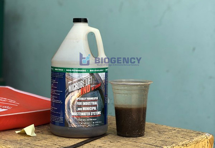 Bùn vi sinh “khoẻ”. Bùn vi sinh “khoẻ”.