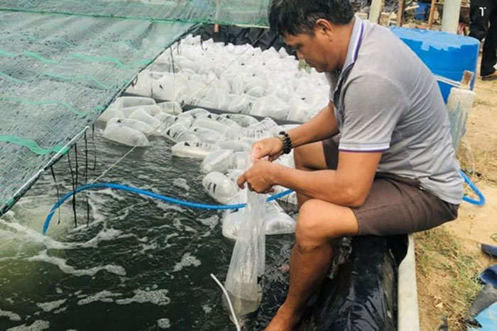 Người nuôi tuân thủ lịch thời vụ thả giống tôm. Người nuôi tuân thủ lịch thời vụ thả giống tôm.