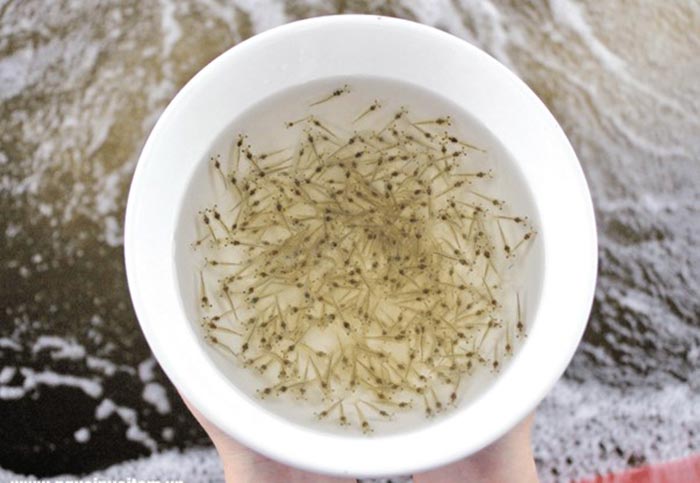 Vèo tôm giống từ 1 - 2 tháng phù hợp với khung lịch thời vụ thả giống tôm. Vèo tôm giống từ 1 - 2 tháng phù hợp với khung lịch thời vụ thả giống tôm.