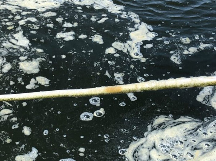 Độc tố nấm trong ao tôm làm giảm hiệu quả thuốc, hóa chất và vi sinh trong ao. Độc tố nấm trong ao tôm làm giảm hiệu quả thuốc, hóa chất và vi sinh trong ao.