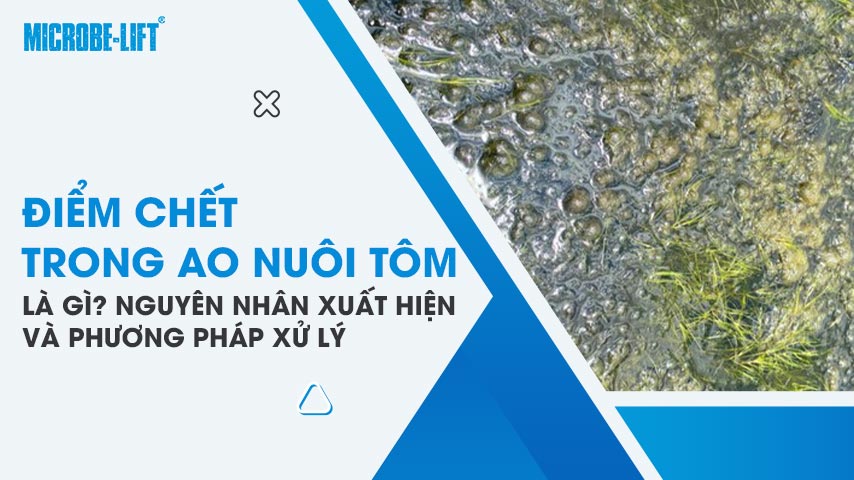 Điểm chết trong ao nuôi tôm là gì? Nguyên nhân xuất hiện và phương pháp xử lý