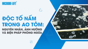 Độc tố nấm trong ao tôm: Nguyên nhân, ảnh hưởng và biện pháp phòng ngừa