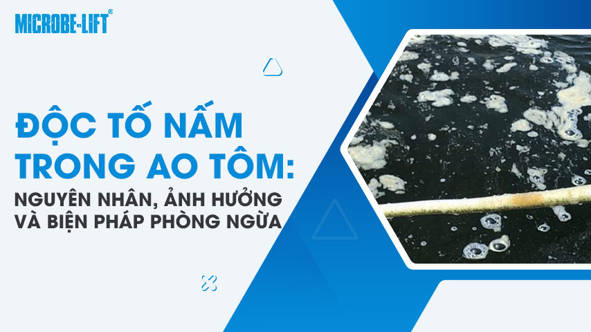 Độc tố nấm trong ao tôm: Nguyên nhân, ảnh hưởng và biện pháp phòng ngừa 1 Độc tố nấm trong ao tôm: Nguyên nhân, ảnh hưởng và biện pháp phòng ngừa