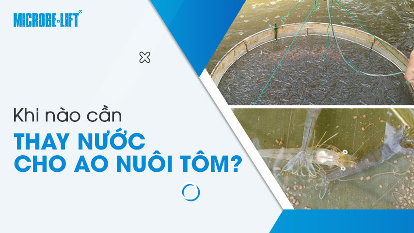 Khi nào cần thay nước cho ao nuôi tôm?