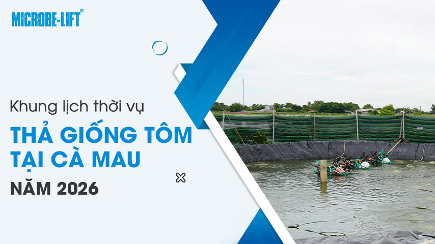 Khung lịch thời vụ thả giống tôm tại Cà Mau năm 2026 1 Khung lịch thời vụ thả giống tôm tại Cà Mau năm 2026