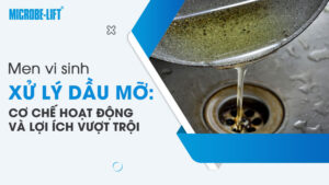 Men vi sinh xử lý dầu mỡ: Cơ chế hoạt động và lợi ích vượt trội